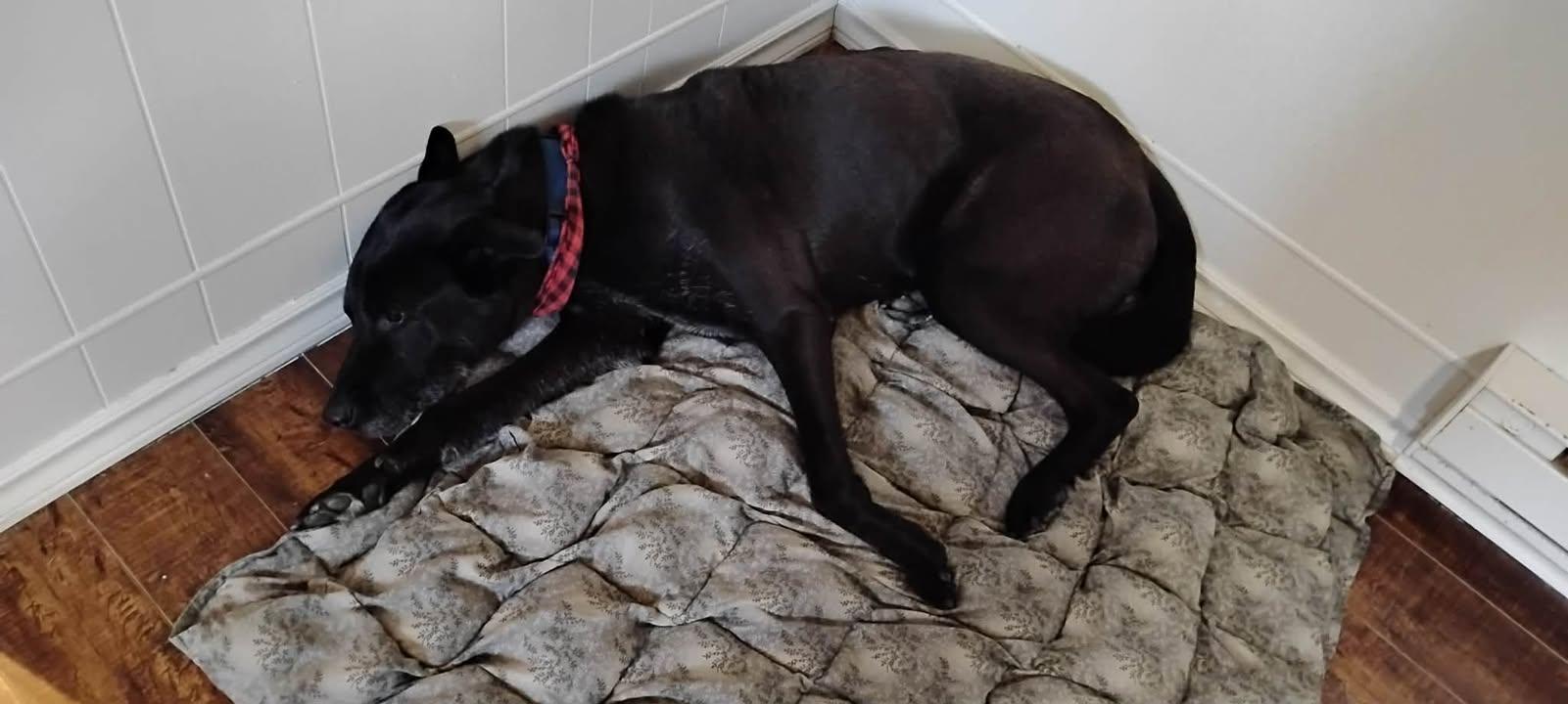 Enlarge Buster, a ADOPTABLE mixed breed in Winnipeg, MB image 3/3