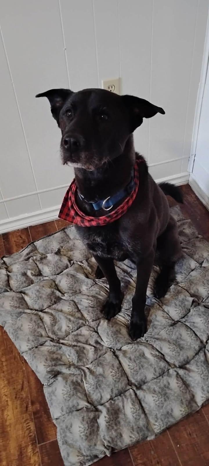 Buster, ADOPTABLE, Adult Male Black Labrador Retriever & Chow Chow.
