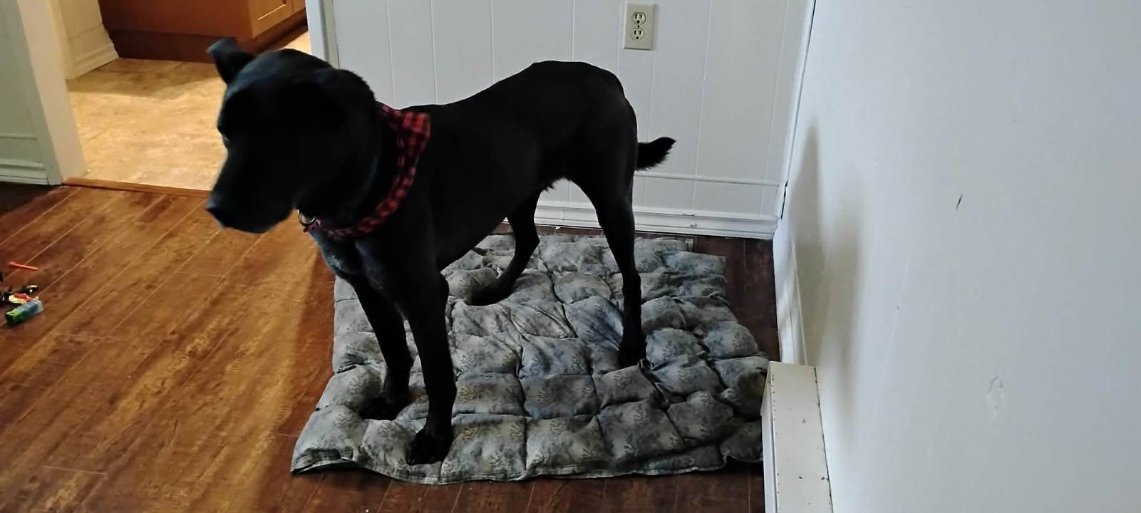 Enlarge Buster, a ADOPTABLE mixed breed in Winnipeg, MB image 2/3