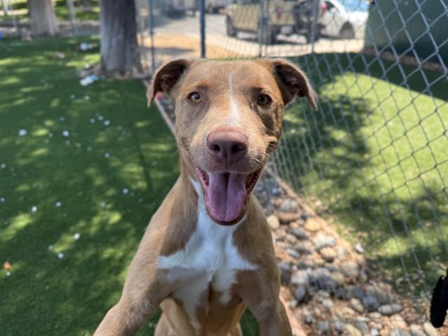 ALUNA, Adoptable, Young Female Pit Bull Terrier.
