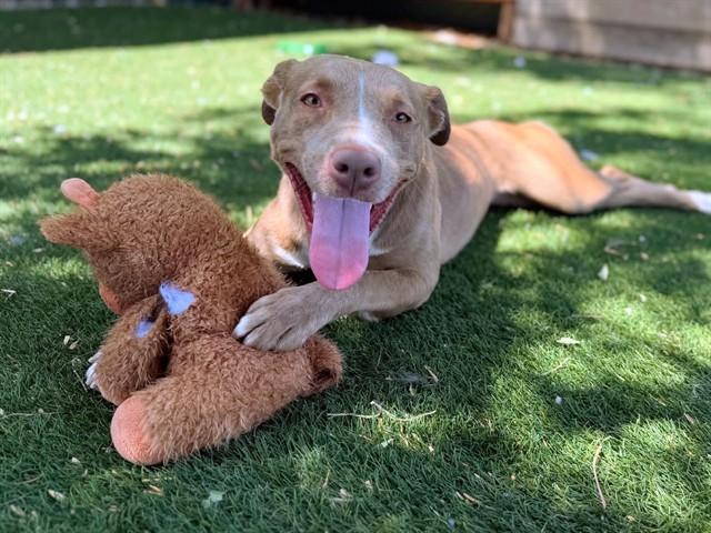 ALUNA, Adoptable, Young Female Pit Bull Terrier.