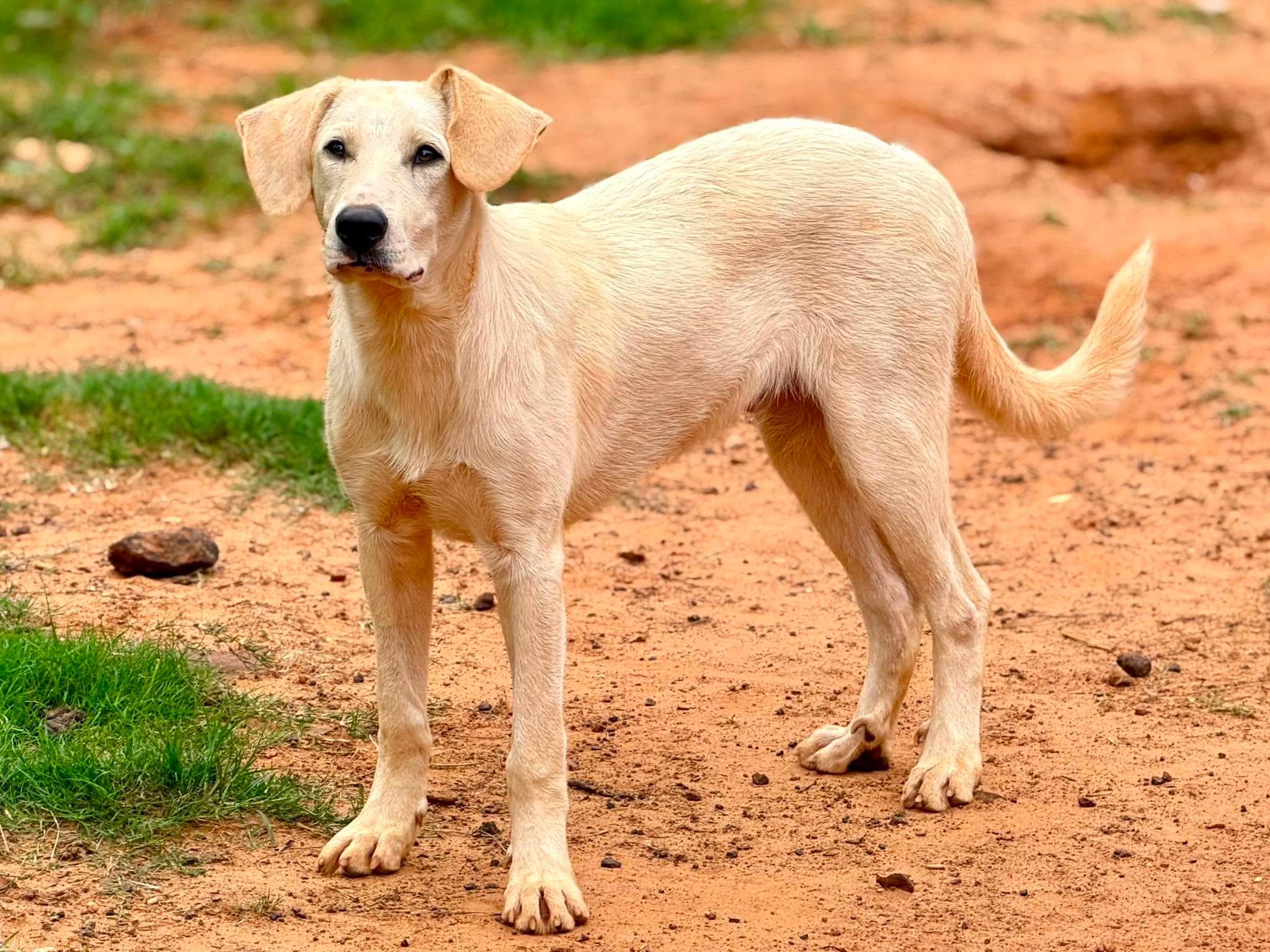 Enlarge Freedom, a Adoptable Great Pyrenees in New Baltimore, MI image 1/1