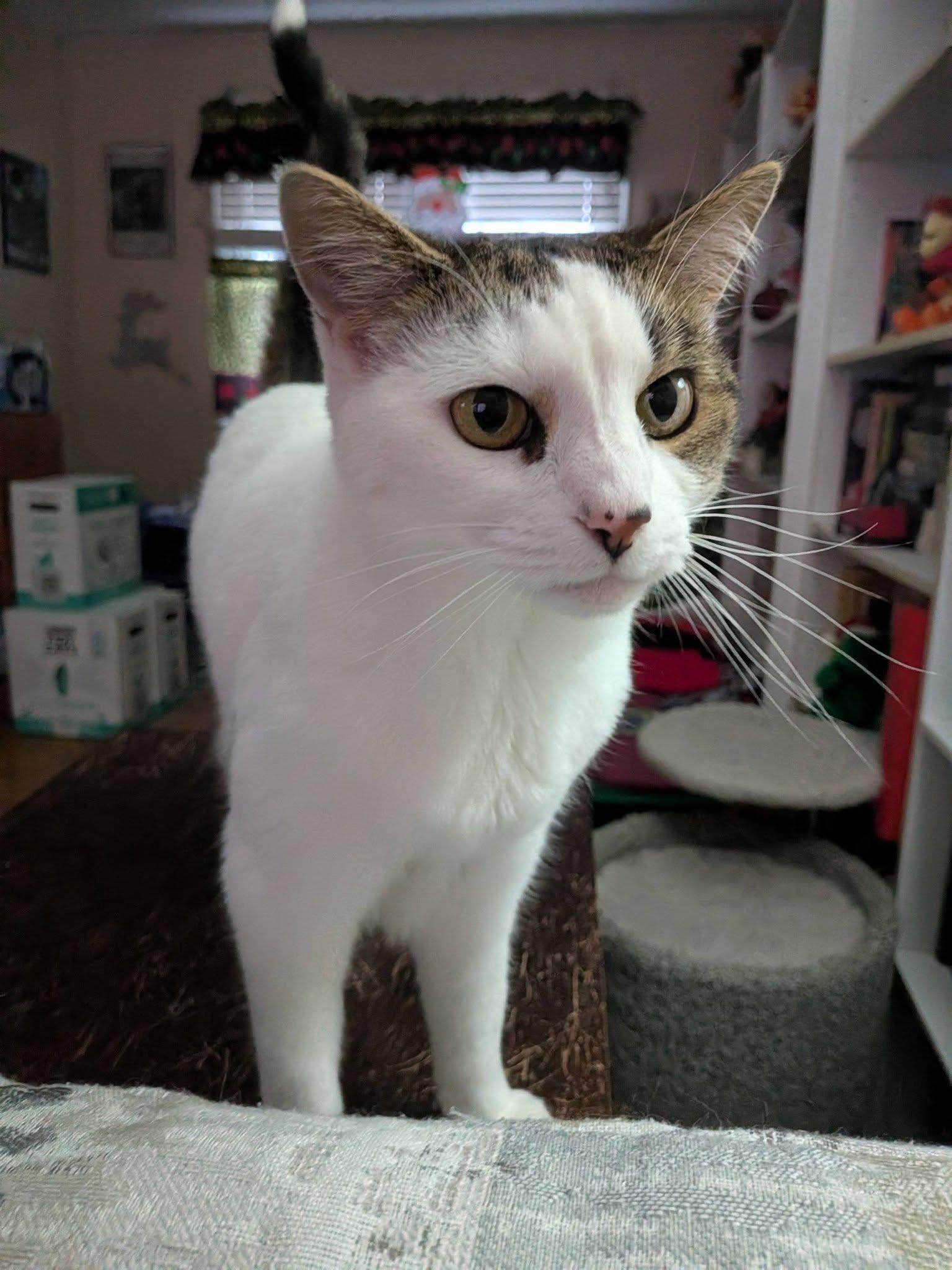 Enlarge Kiwi, a ADOPTABLE Domestic Short Hair in Toms River, NJ image 3/4