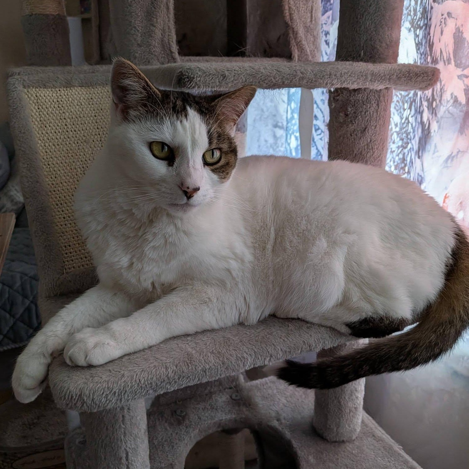 Enlarge Kiwi, a ADOPTABLE Domestic Short Hair in Toms River, NJ image 4/4