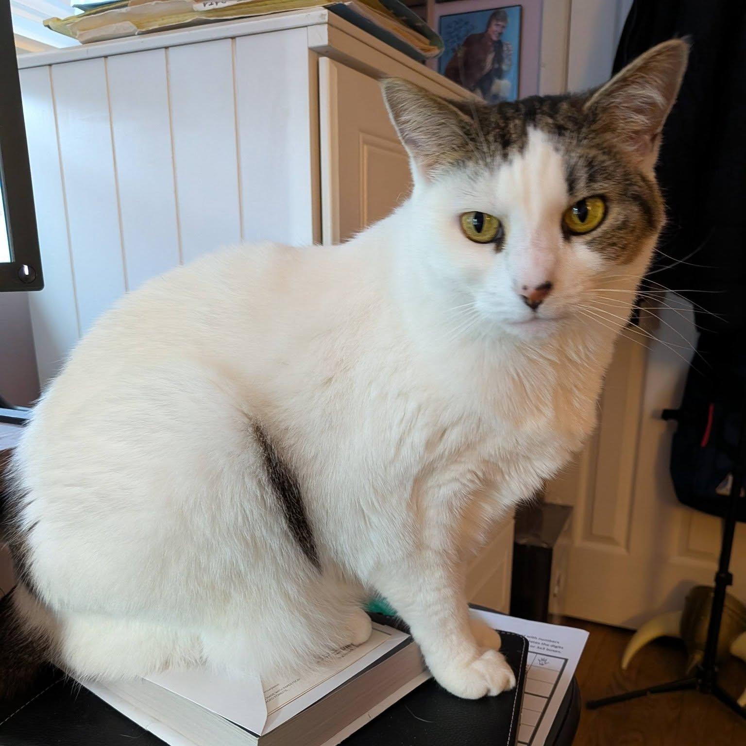 Kiwi, ADOPTABLE, Adult Female Domestic Short Hair.