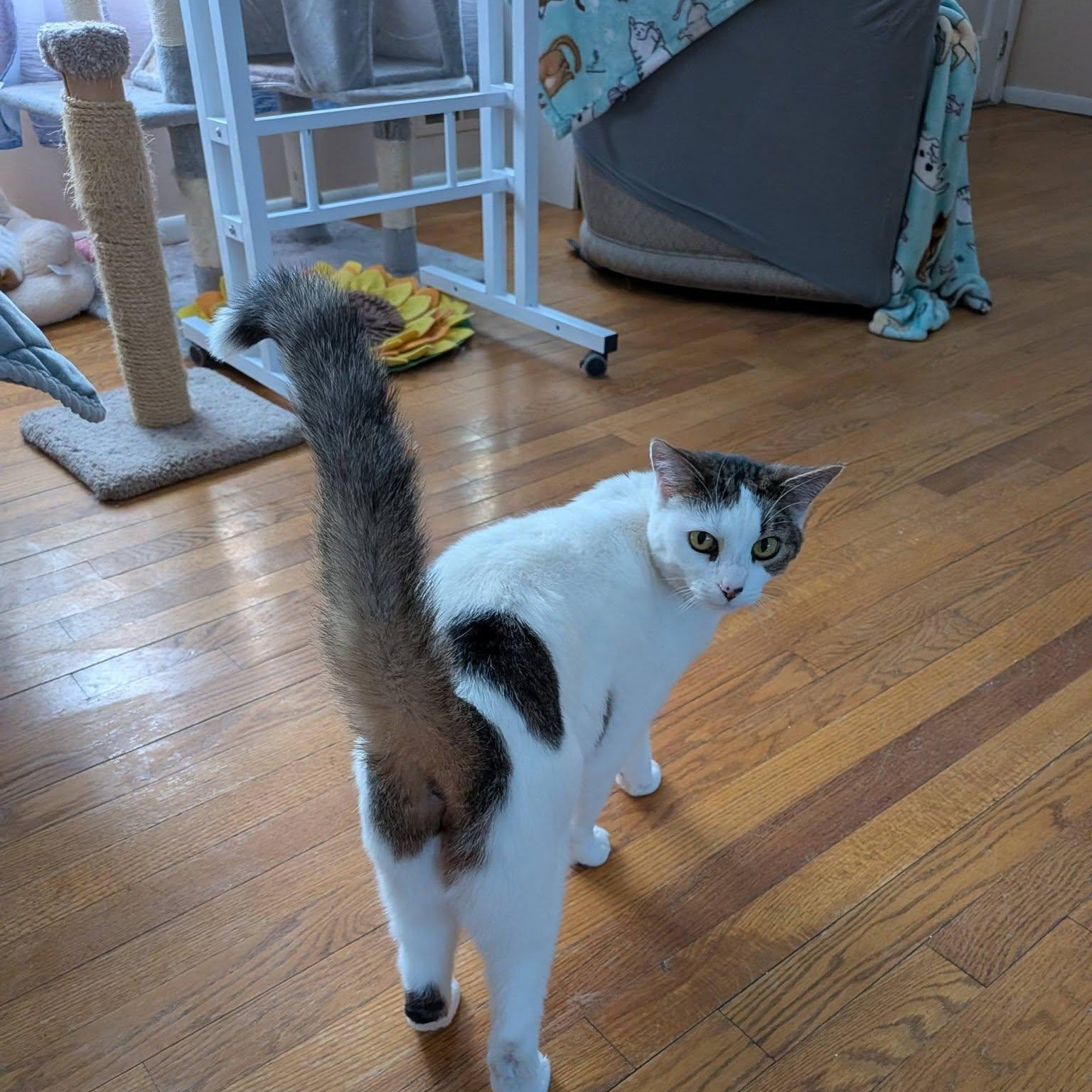 Enlarge Kiwi, a ADOPTABLE Domestic Short Hair in Toms River, NJ image 2/4