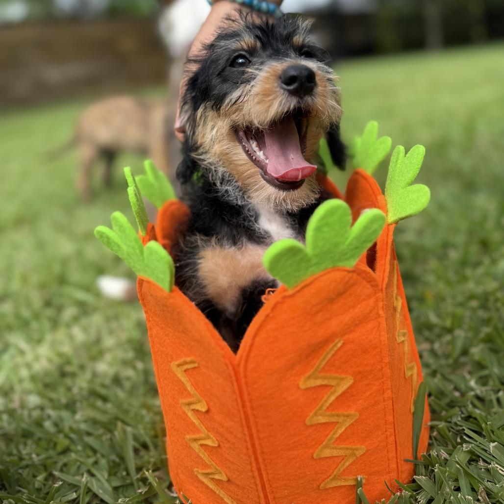 Enlarge Cocobean, a Adoptable mixed breed in Houston, TX image 1/5