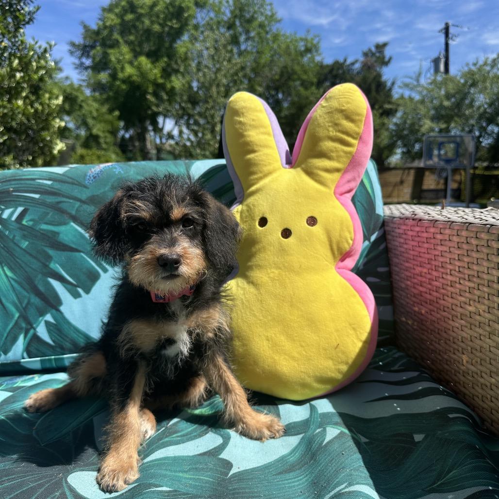 Enlarge Cocobean, a Adoptable mixed breed in Houston, TX image 2/5