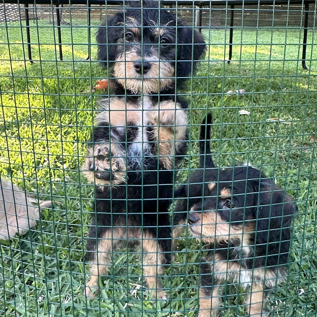 Enlarge Cocobean, a Adoptable mixed breed in Houston, TX image 3/5