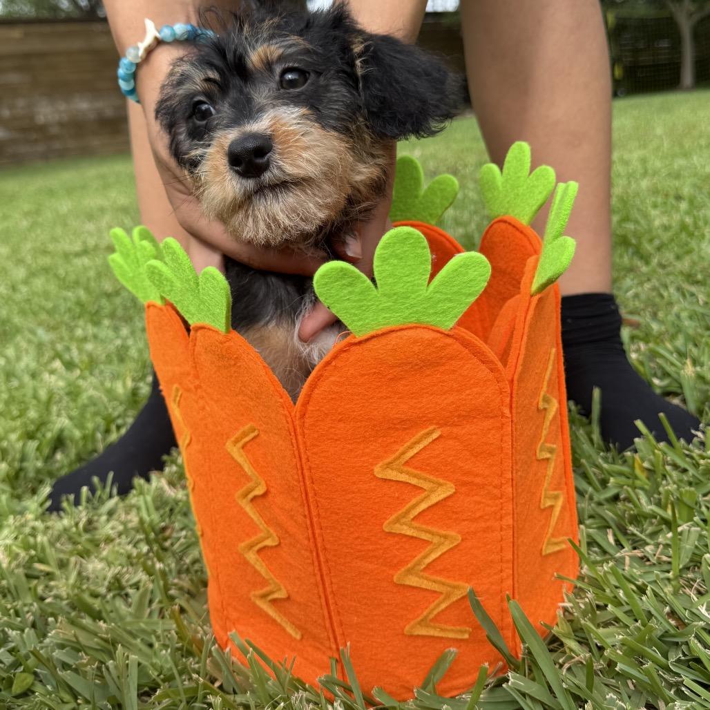 Enlarge Cocobean, a Adoptable mixed breed in Houston, TX image 4/5