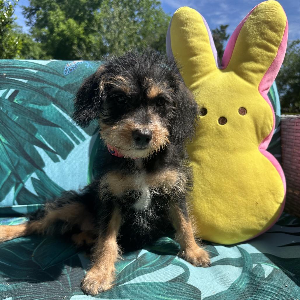 Enlarge Cocobean, a Adoptable mixed breed in Houston, TX image 5/5