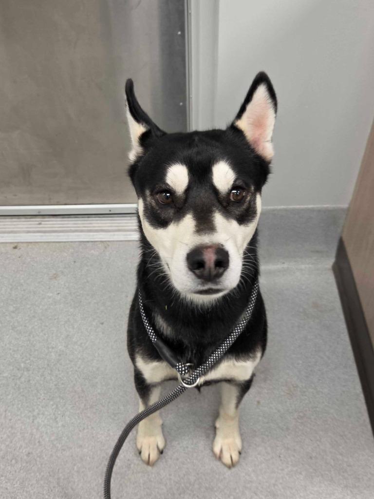 Jimbob, Adoptable, Young Male Husky & Mixed Breed.
