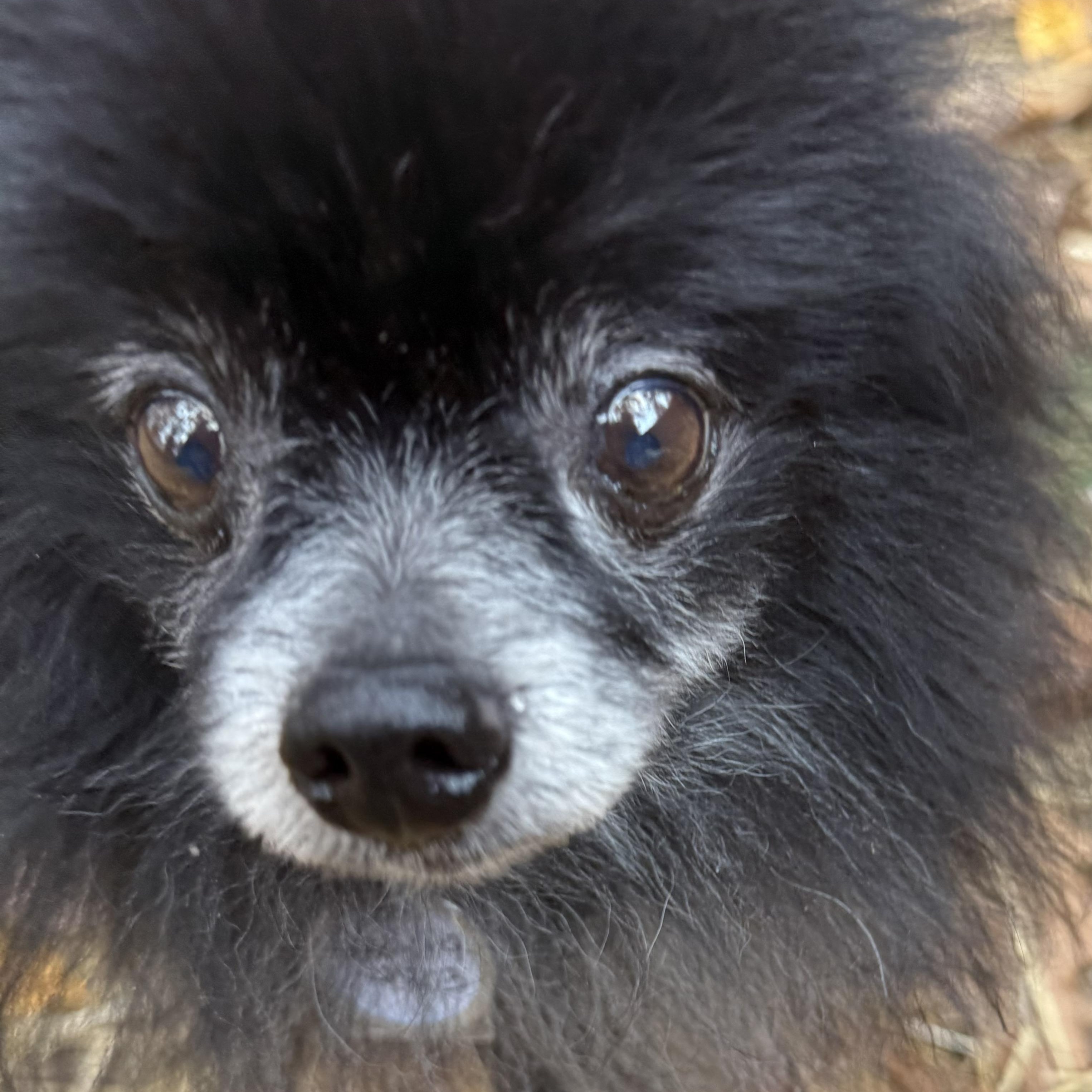 Enlarge Leo, a Adoptable Pomeranian in Homer Glen, IL image 1/6