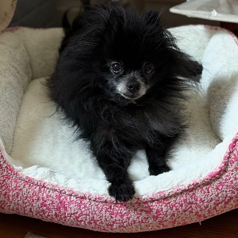 Enlarge Leo, a Adoptable Pomeranian in Homer Glen, IL image 5/6