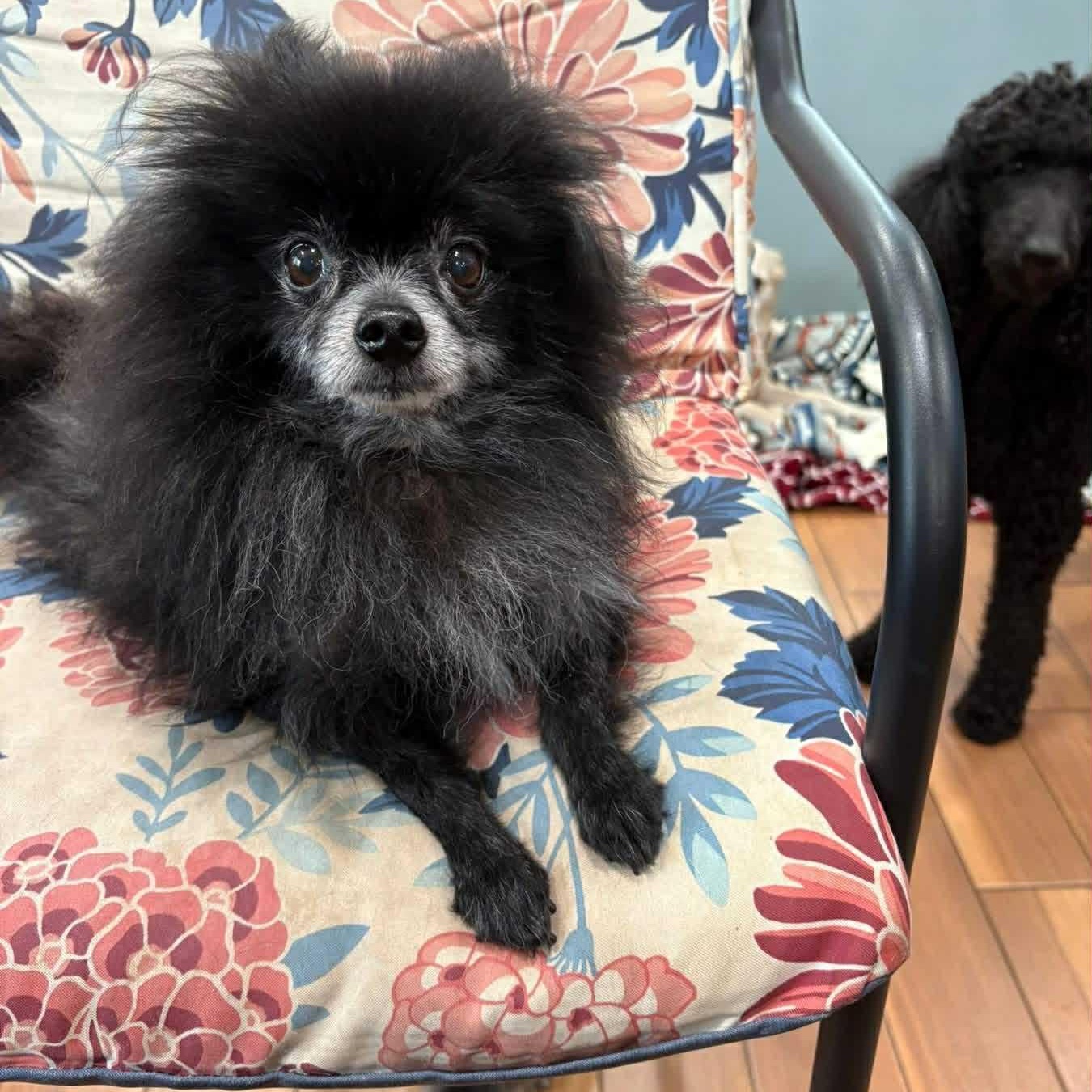 Enlarge Leo, a Adoptable Pomeranian in Homer Glen, IL image 2/6