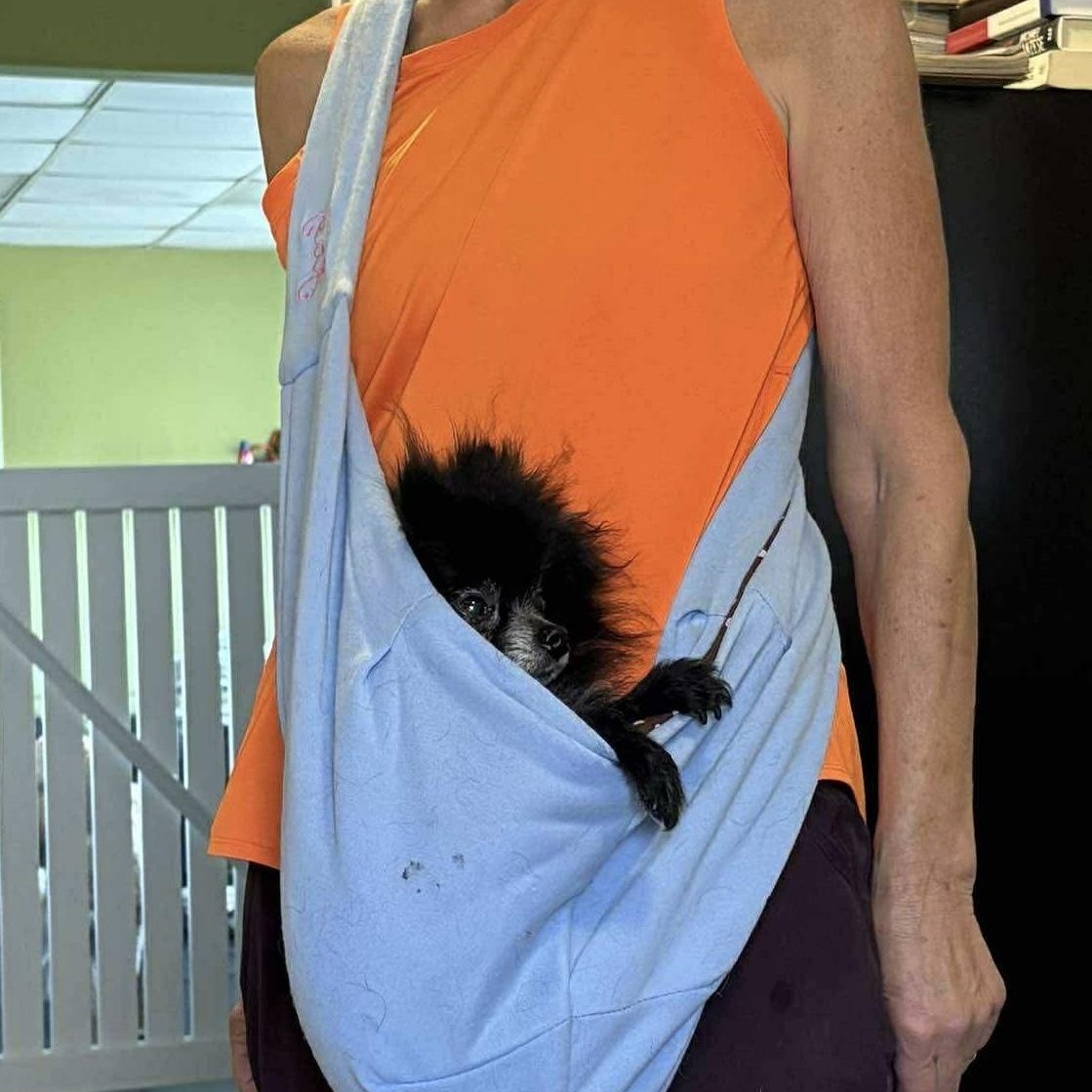 Enlarge Leo, a Adoptable Pomeranian in Homer Glen, IL image 6/6