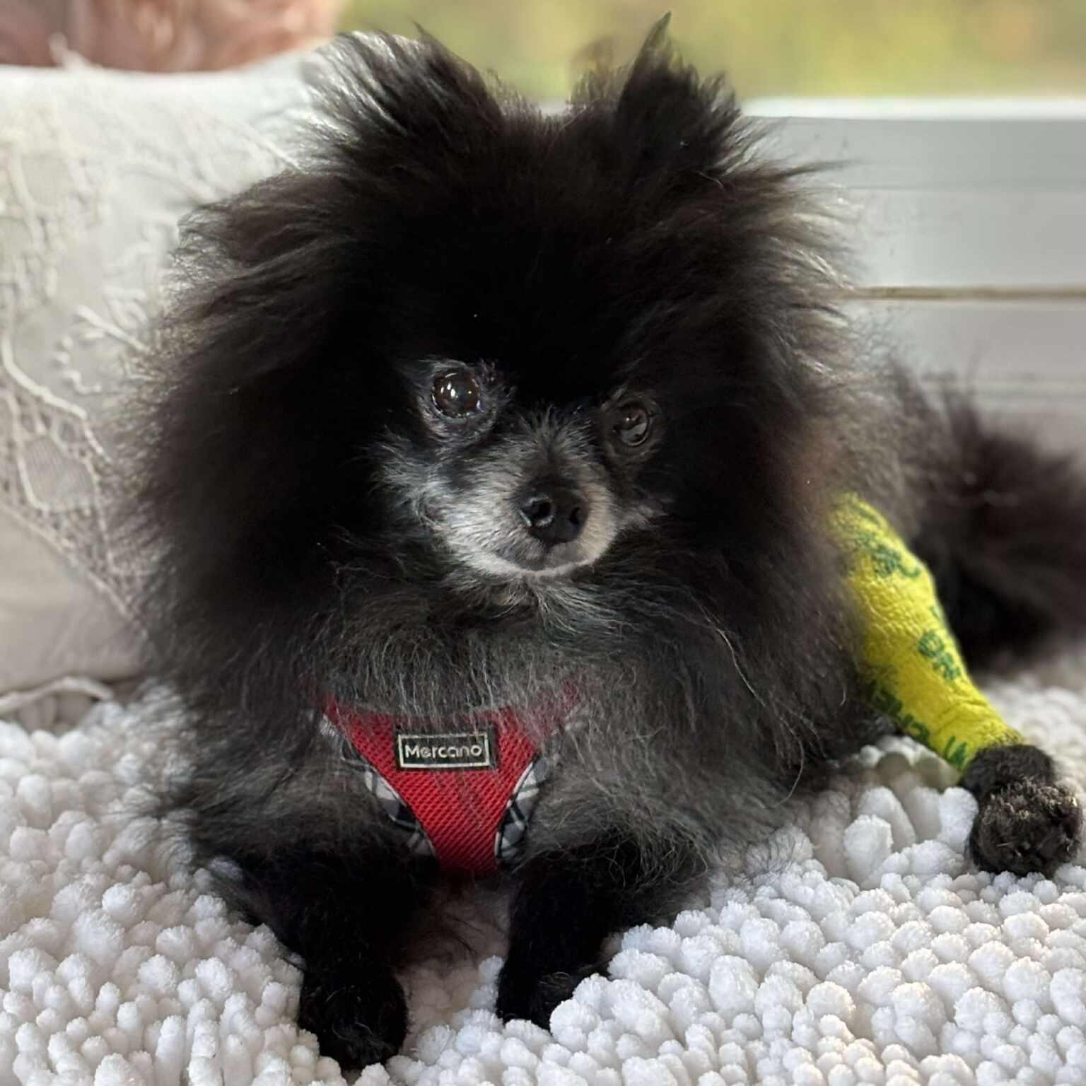 Enlarge Leo, a Adoptable Pomeranian in Homer Glen, IL image 4/6