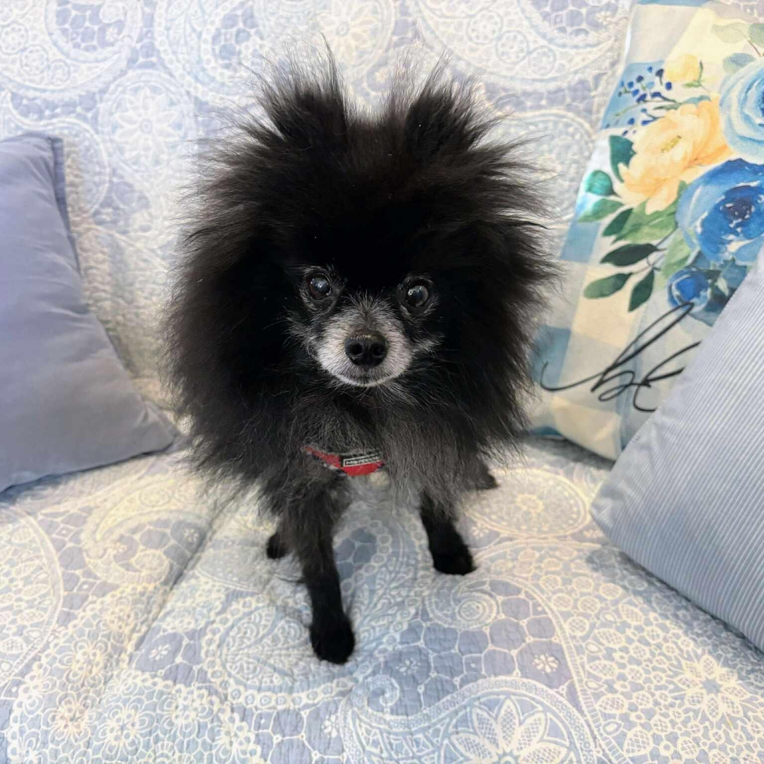 Enlarge Leo, a Adoptable Pomeranian in Homer Glen, IL image 3/6