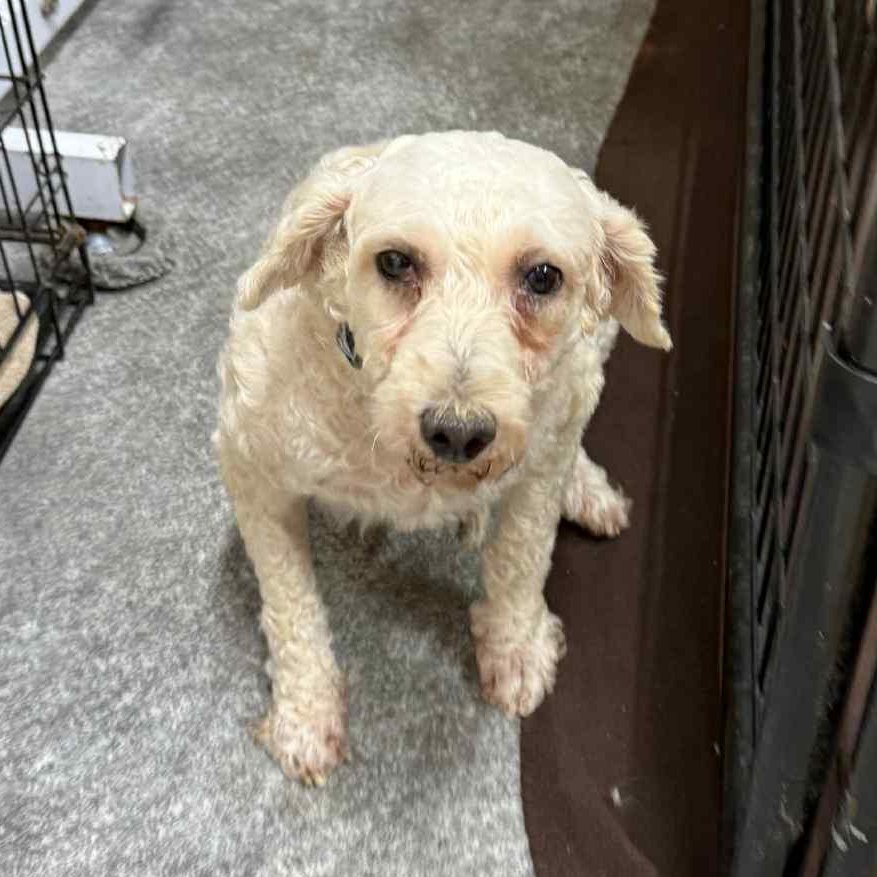 Louise-Foster Home Needed