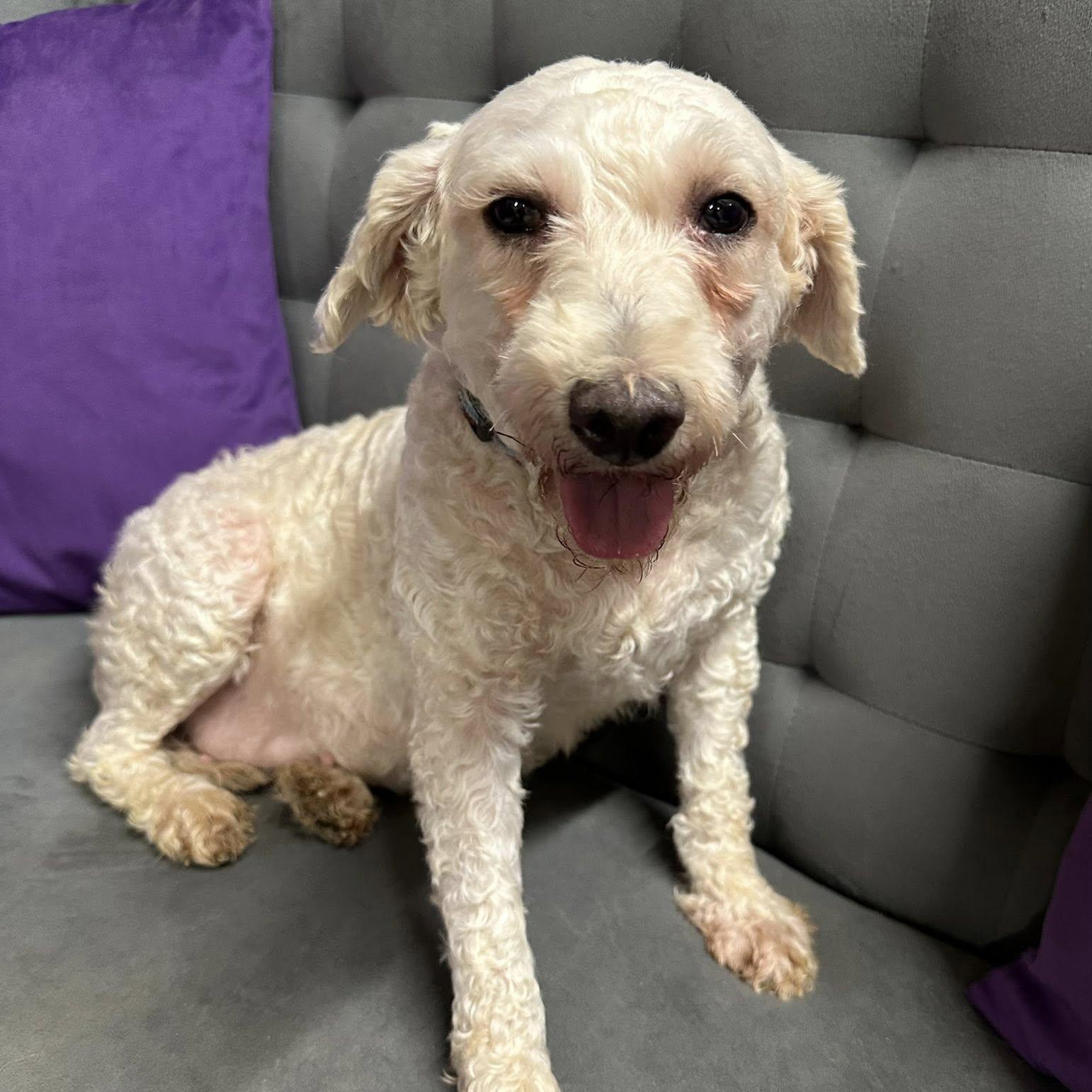 Louise-Foster Home Needed
