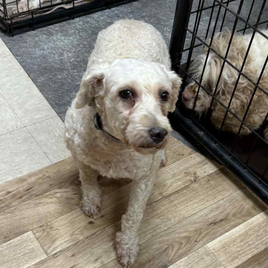 Louise-Foster Home Needed
