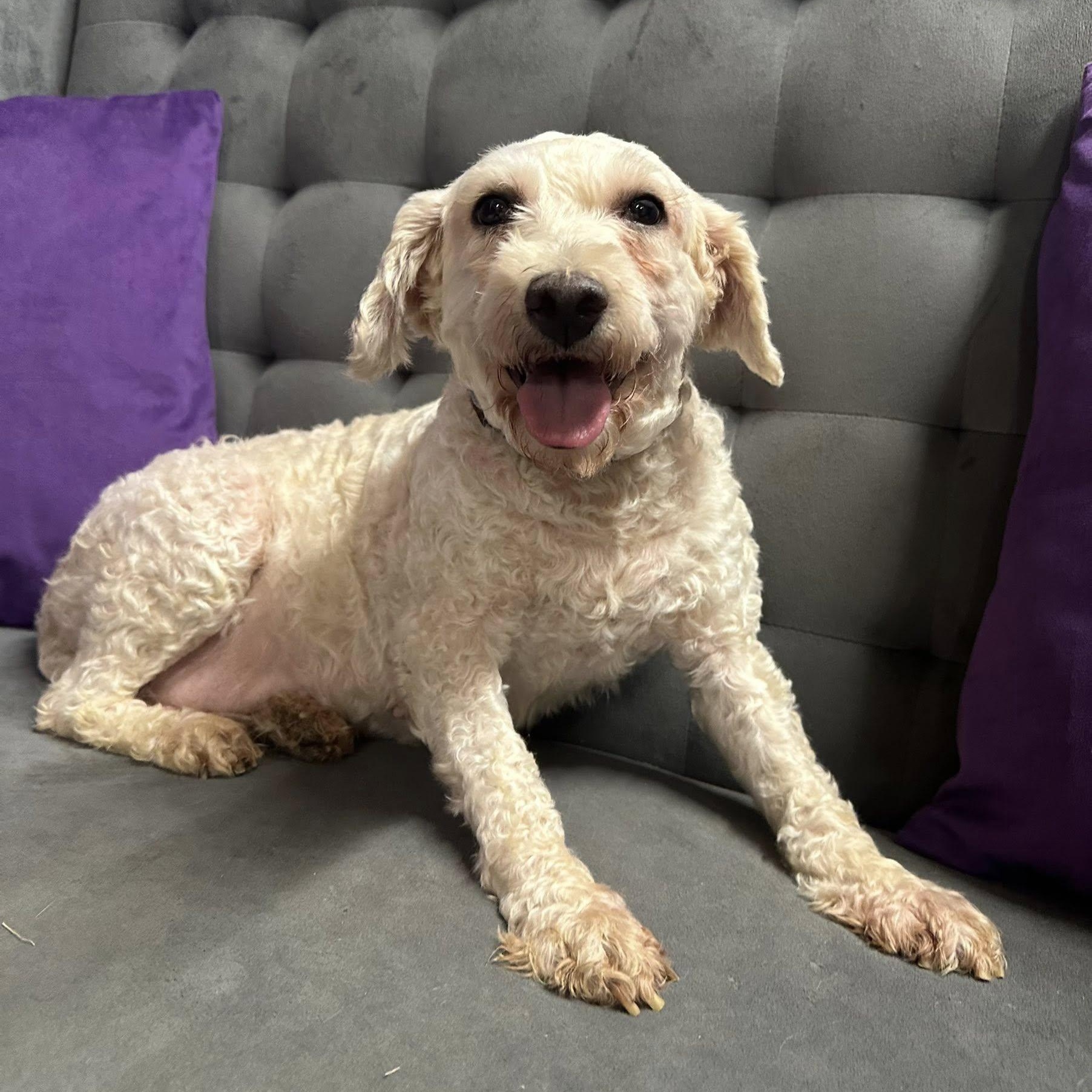 Louise-Foster Home Needed