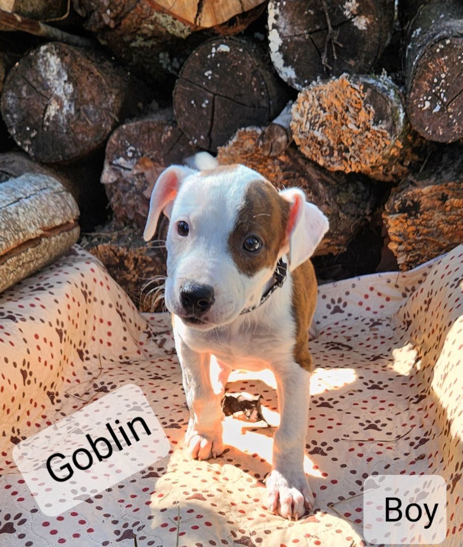 Goblin, a Adopted Terrier image 1/3