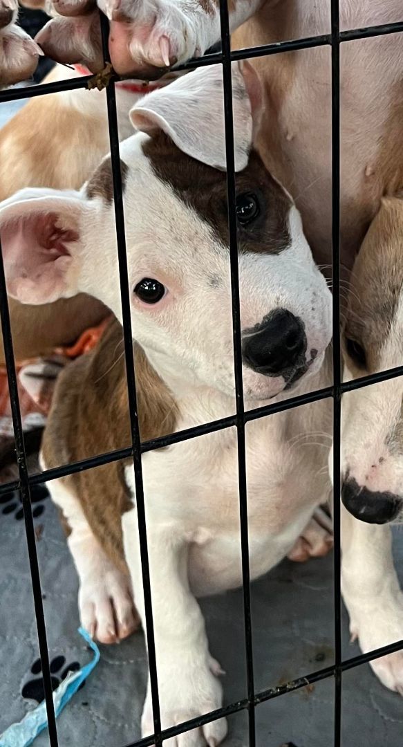 Goblin, a Adopted Terrier image 2/3