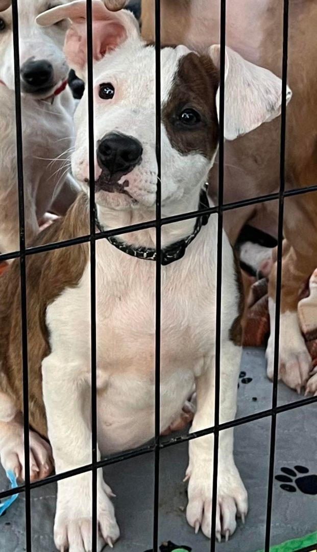 Goblin, a Adopted Terrier image 3/3