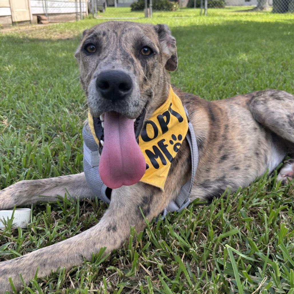 Rumi, Adoptable, Young Female Catahoula Leopard Dog & Mixed Breed.