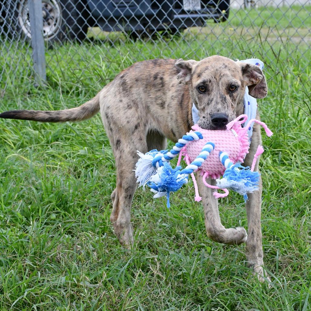 Enlarge Rumi, a Adoptable mixed breed in Beaumont, TX image 2/6