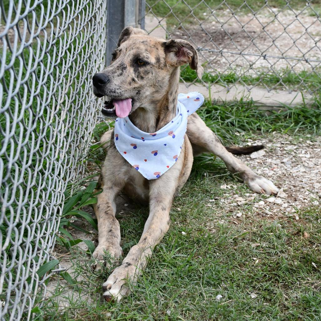 Enlarge Rumi, a Adoptable mixed breed in Beaumont, TX image 3/6