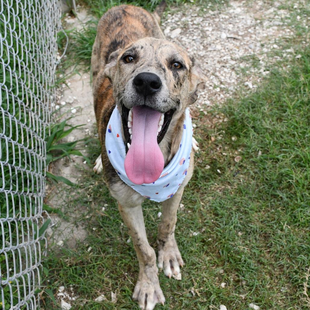 Enlarge Rumi, a Adoptable mixed breed in Beaumont, TX image 4/6