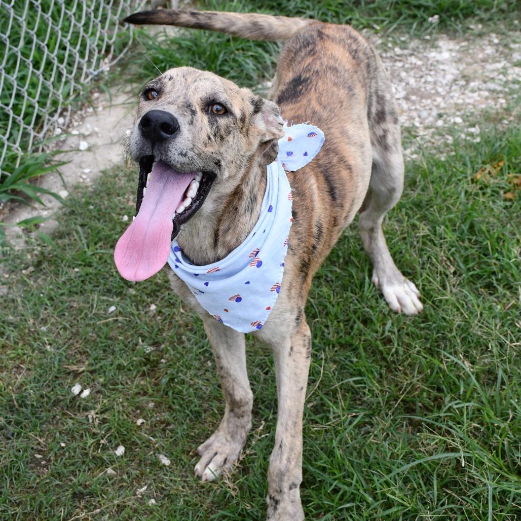 Enlarge Rumi, a Adoptable mixed breed in Beaumont, TX image 5/6
