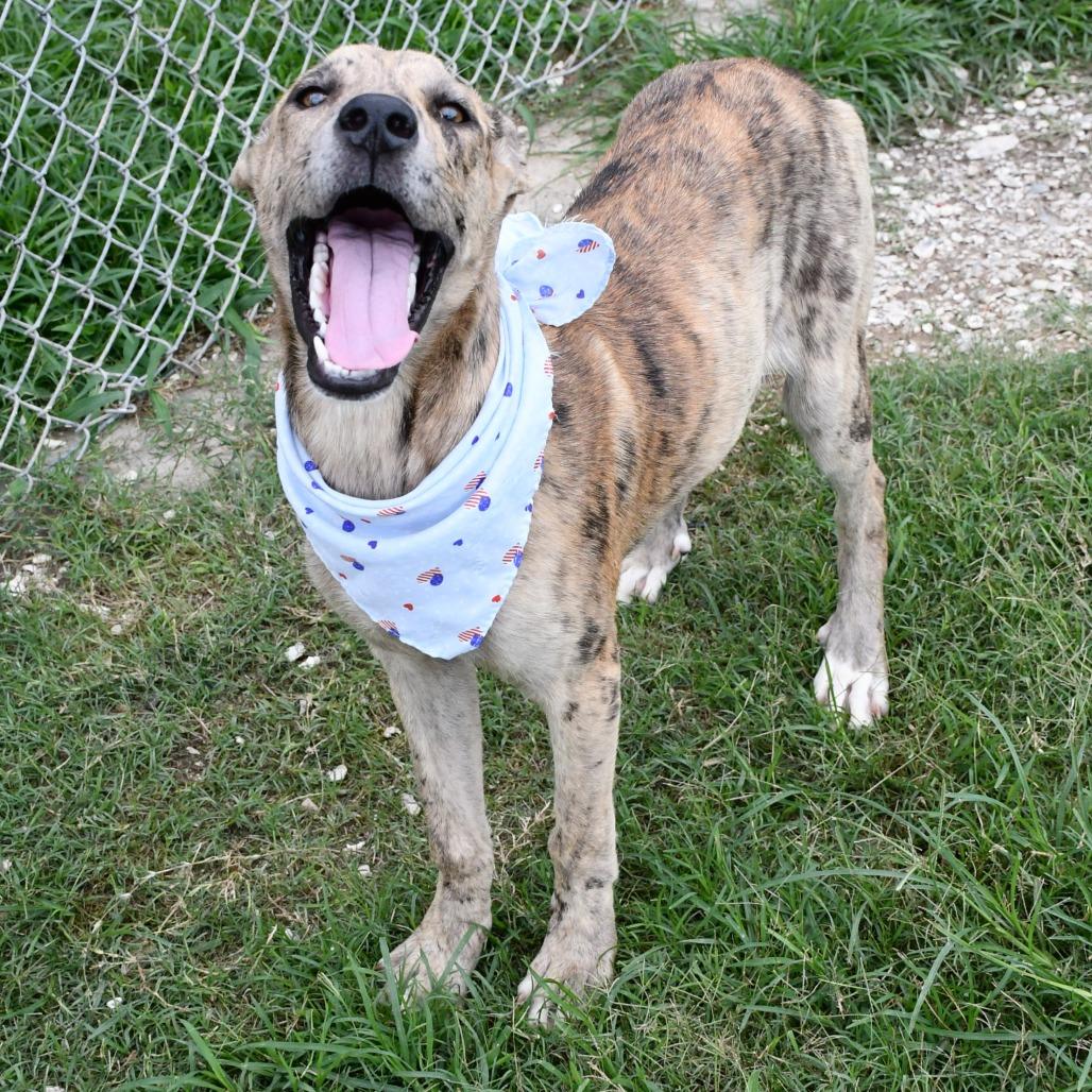 Enlarge Rumi, a Adoptable mixed breed in Beaumont, TX image 6/6