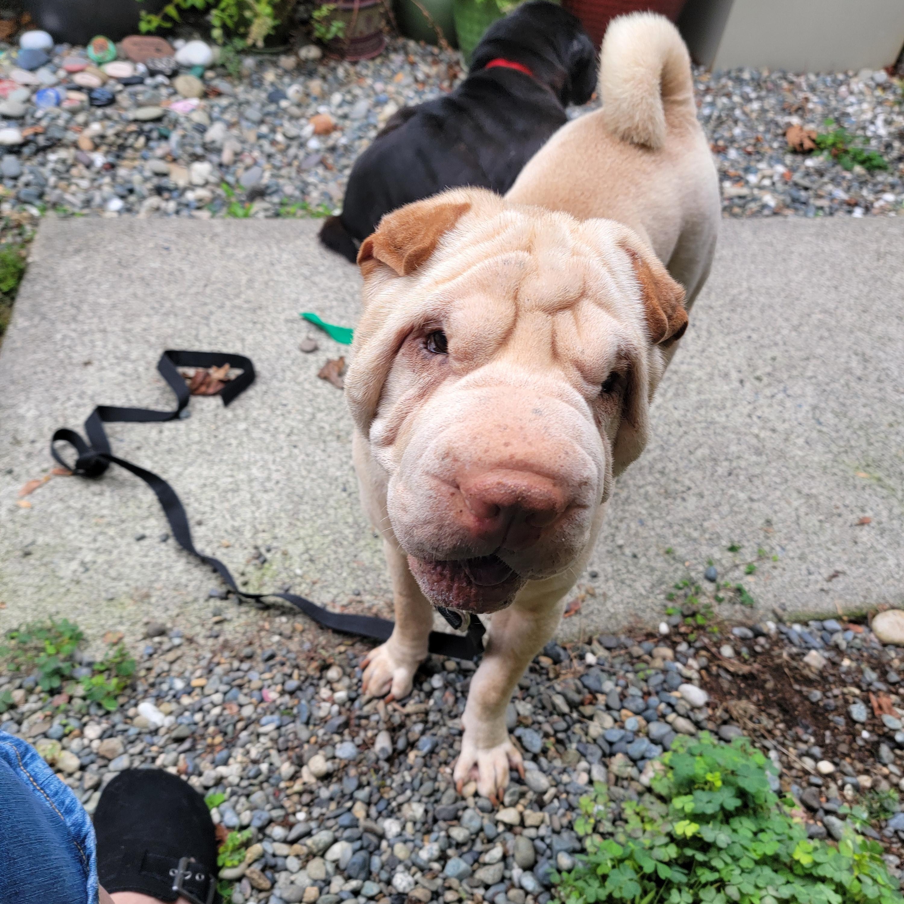 Pebbles, a Adoptable Shar-Pei in Kirkland, WA image 4/5