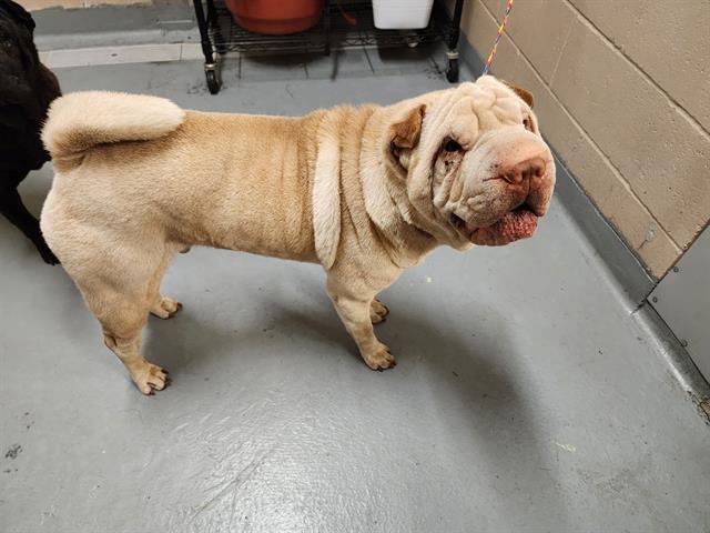 Pebbles, a Adoptable Shar-Pei in Kirkland, WA image 2/5