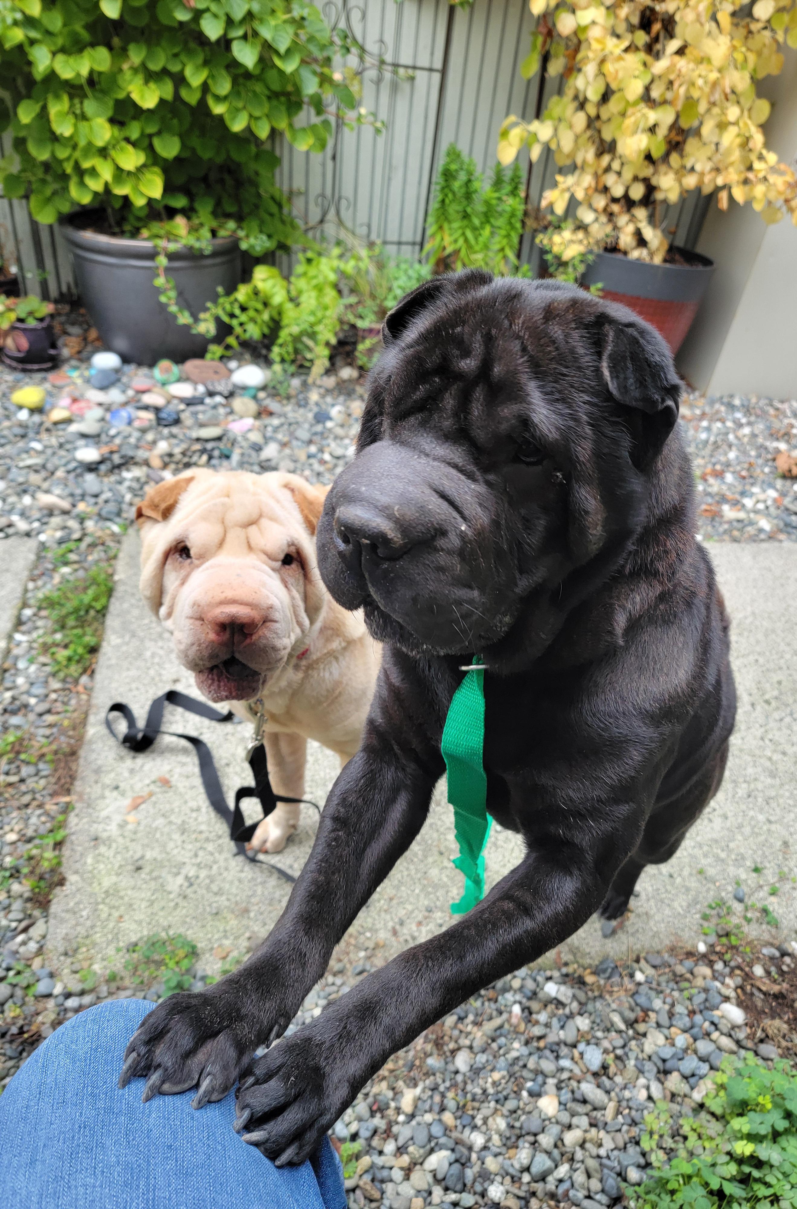 Pebbles, a Adoptable Shar-Pei in Kirkland, WA image 5/5