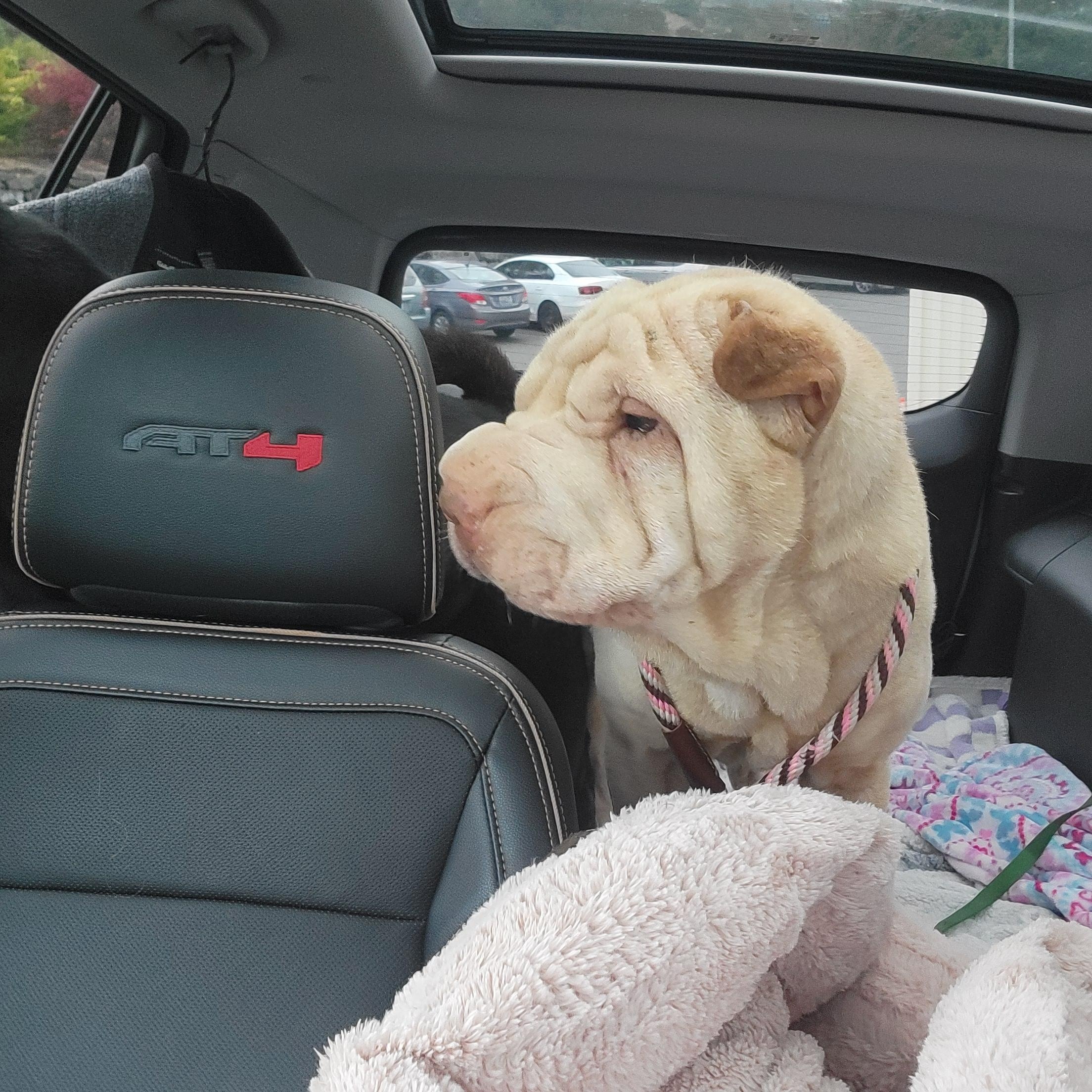 Pebbles, a Adoptable Shar-Pei in Kirkland, WA image 3/5