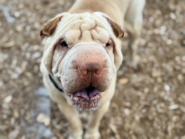Pebbles, Adoptable, Young Male Shar-Pei.