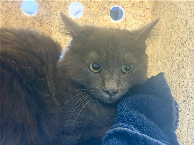 Enlarge CLAWDIA, a Adoptable Domestic Medium Hair in Los Angeles, CA image 1/1