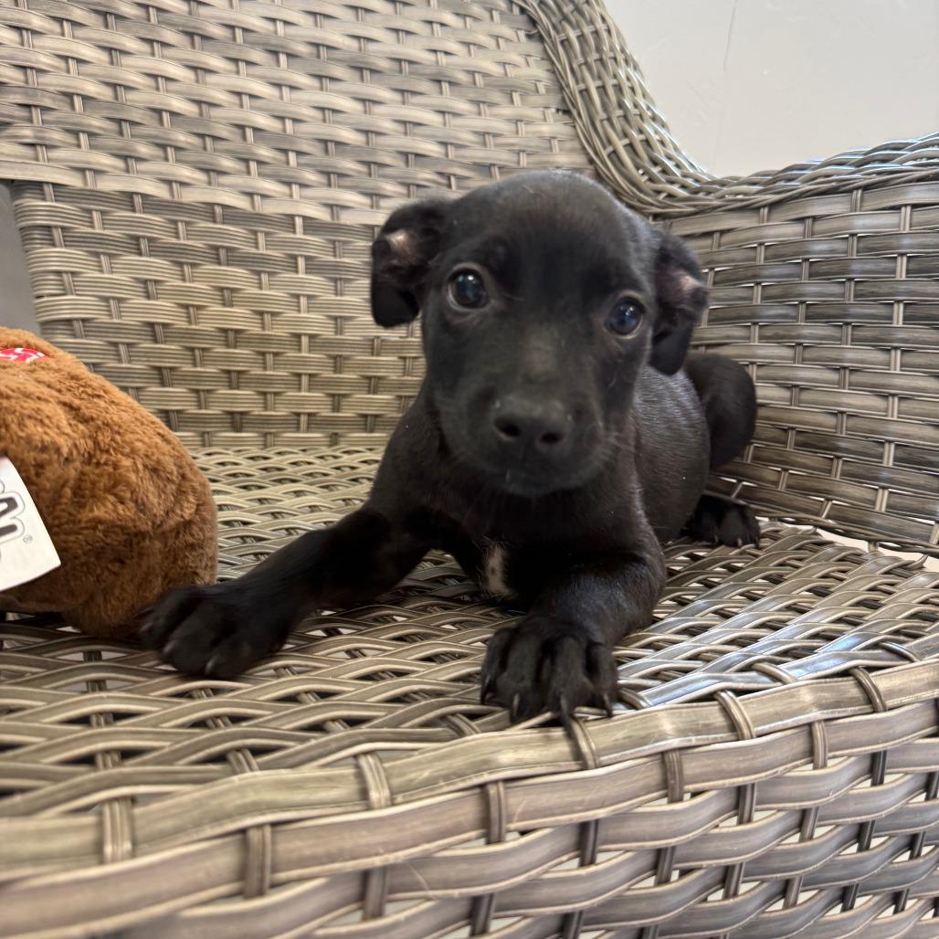 Jan, Adoptable, Puppy Female Mixed Breed.