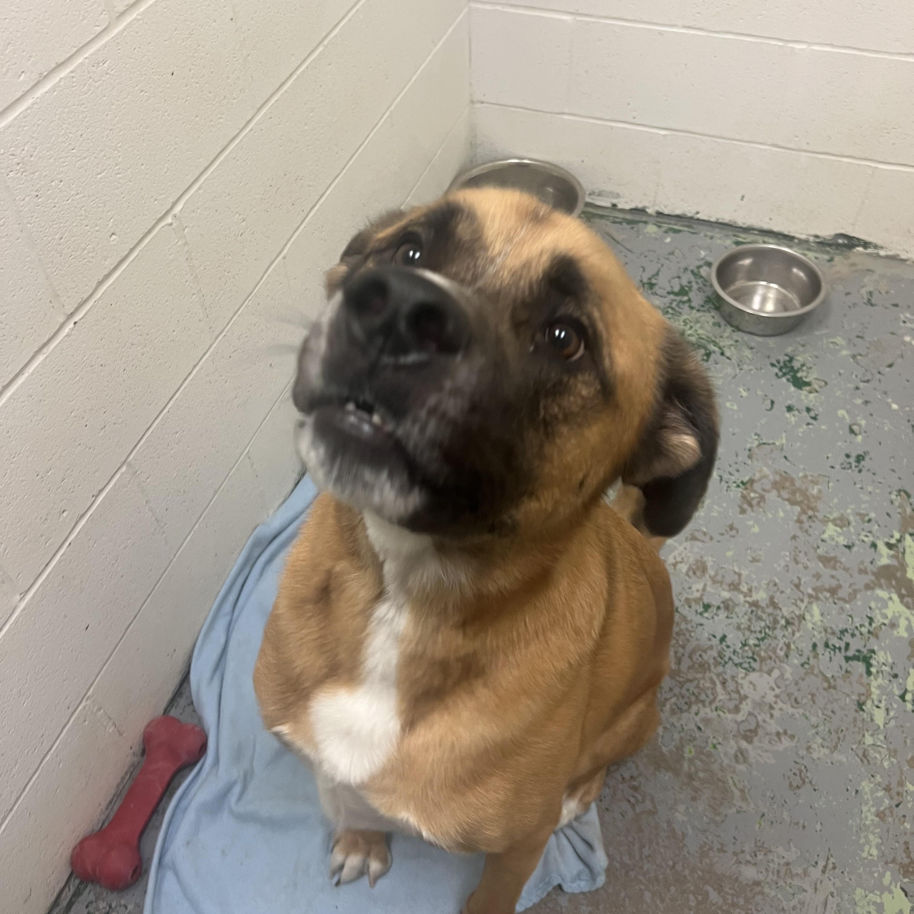 Enlarge Spyro, a Adoptable mixed breed in Spokane, WA image 2/2