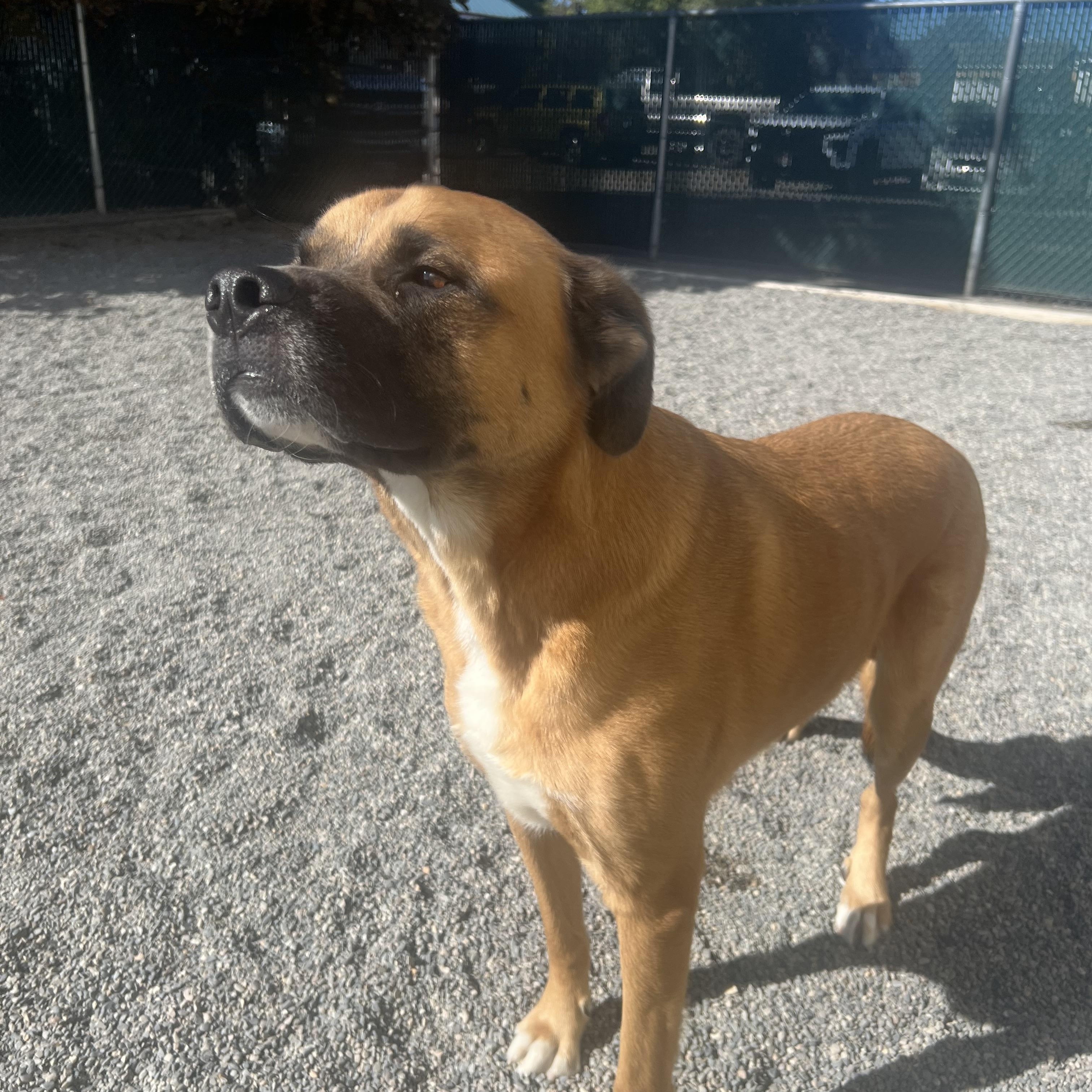 Enlarge Spyro, a Adoptable mixed breed in Spokane, WA image 1/2