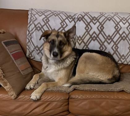 Chloe, Adoptable, Young Female German Shepherd Dog.