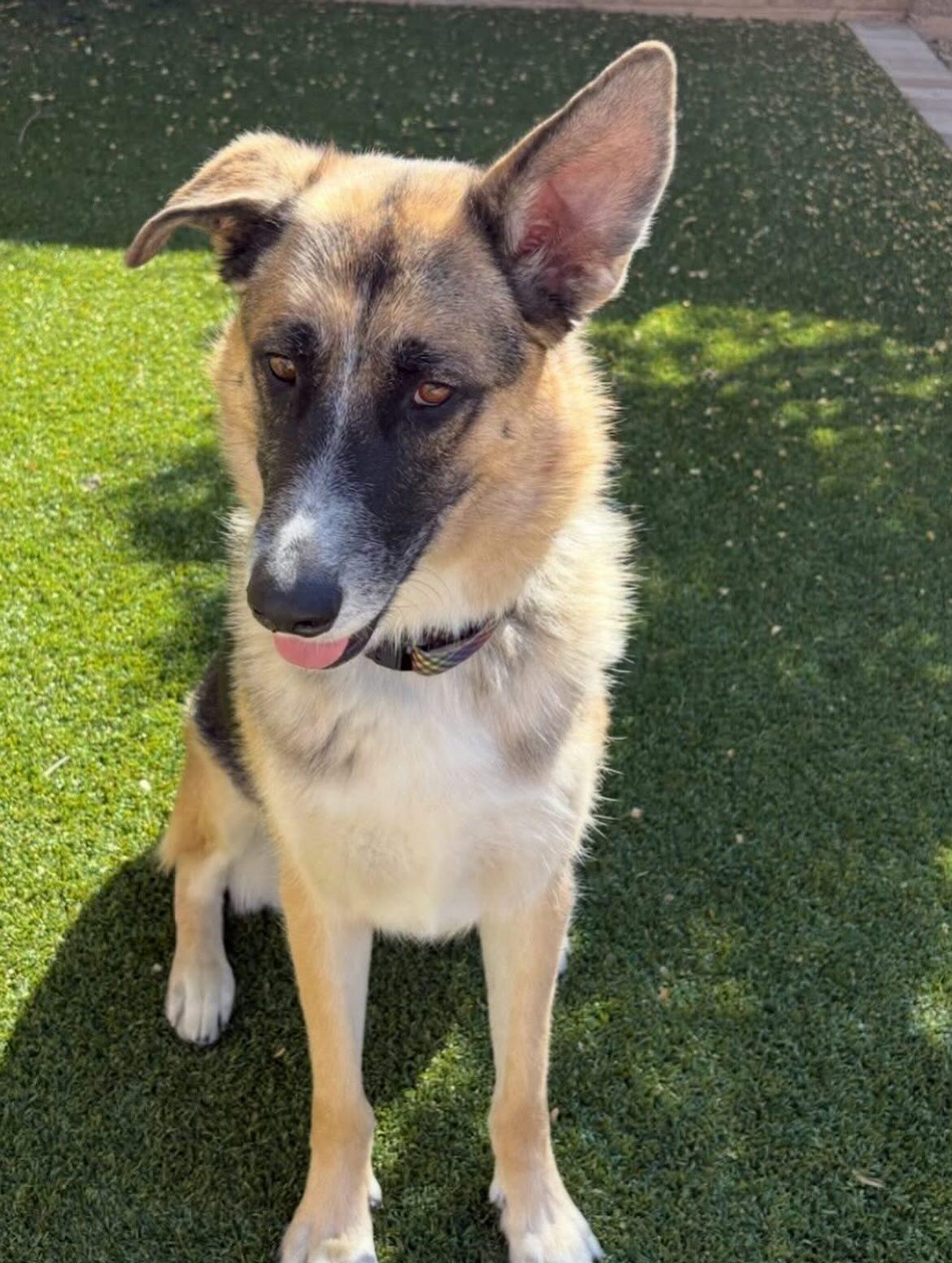 Chloe, a Adoptable German Shepherd Dog in Phoenix, AZ image 3/5