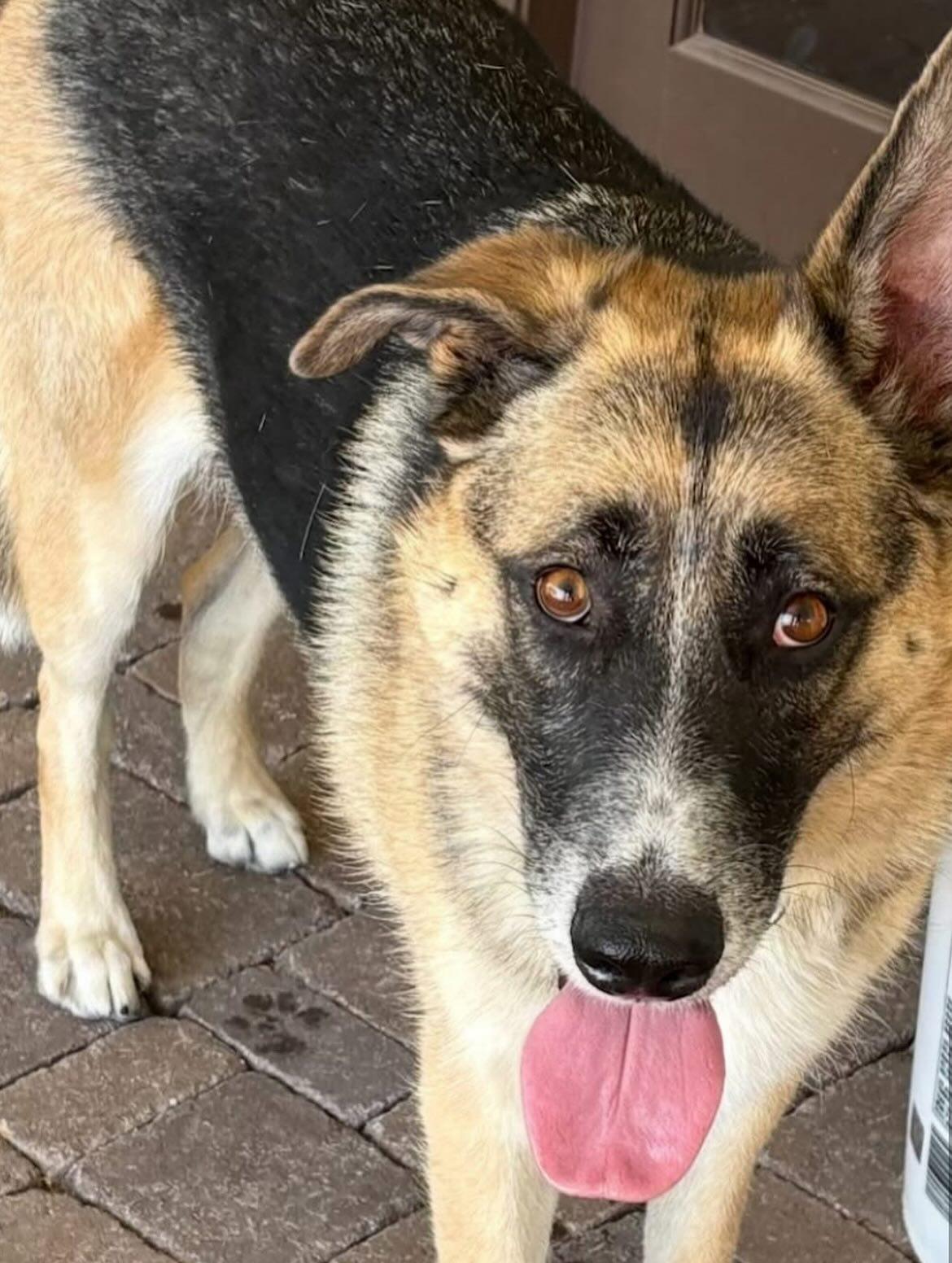 Chloe, a Adoptable German Shepherd Dog in Phoenix, AZ image 4/5