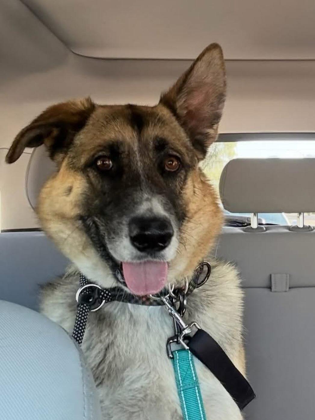 Chloe, a Adoptable German Shepherd Dog in Phoenix, AZ image 2/5