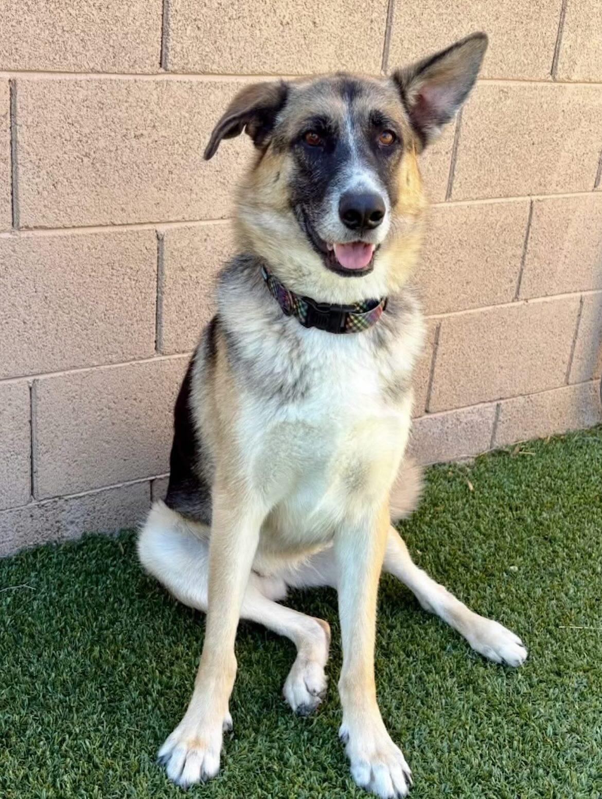 Chloe, a Adoptable German Shepherd Dog in Phoenix, AZ image 5/5