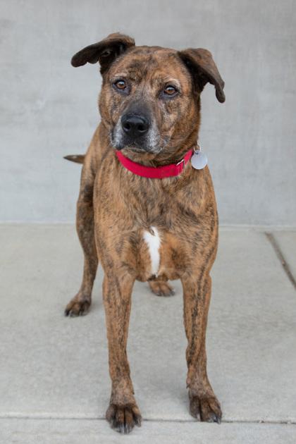 Ginger, Adoptable, Senior Female Mixed Breed & Mixed Breed.
